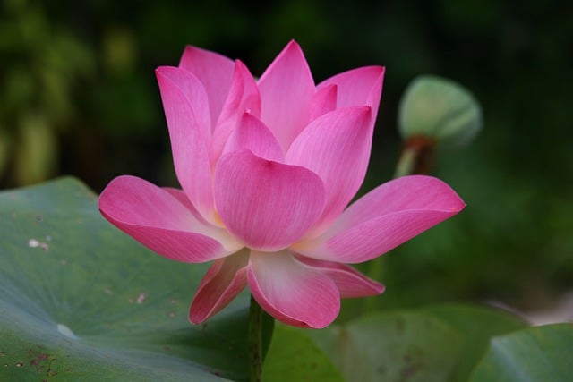 Jak się mówi po angielsku boli? Jak się mówi po angielsku boli?