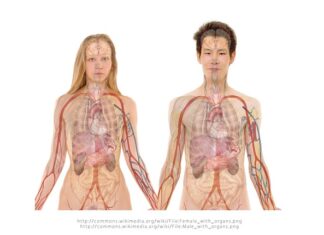 Co usuwają nerki z organizmu? Co usuwają nerki z organizmu?