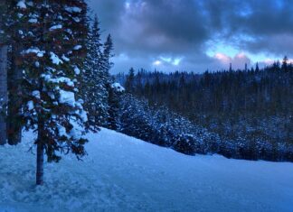 Jak zwracać się do osoby z licencjatem? Jak zwracać się do osoby z licencjatem?